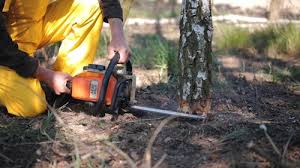 Best Tree Mulching  in White River Junction, VT