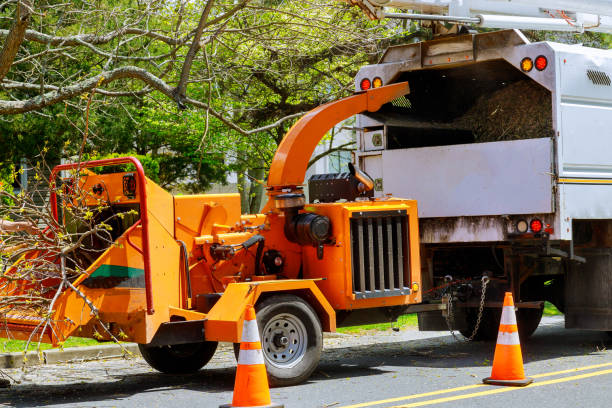 White River Junction, VT Tree Care Services Company